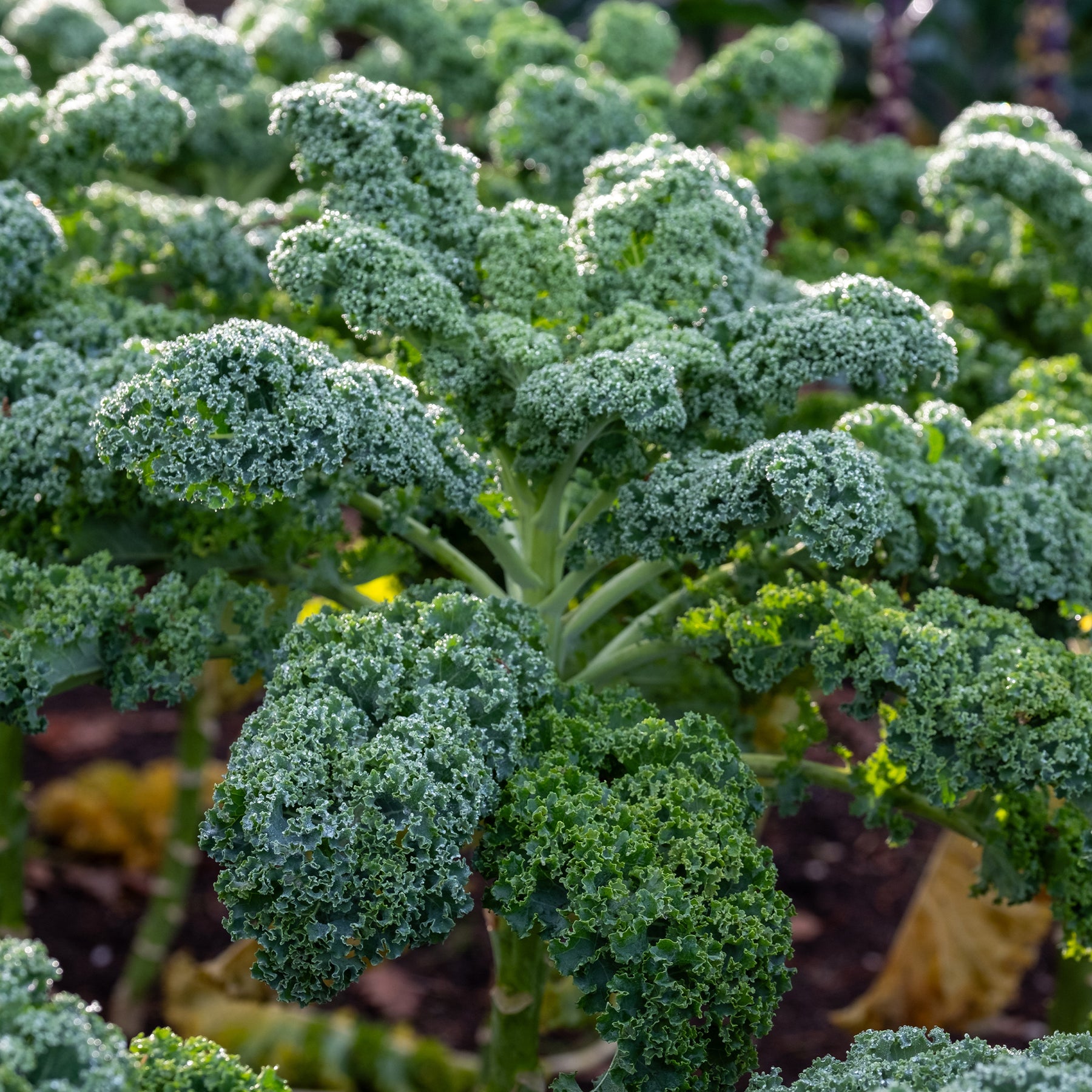 Boerenkool 'Westlandse Herfst' - Brassica oleracea sabauda Westlandse Herfst Kale - Willemse