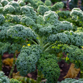 Boerenkool 'Westlandse Herfst' - Brassica oleracea sabauda Westlandse Herfst Kale - Willemse