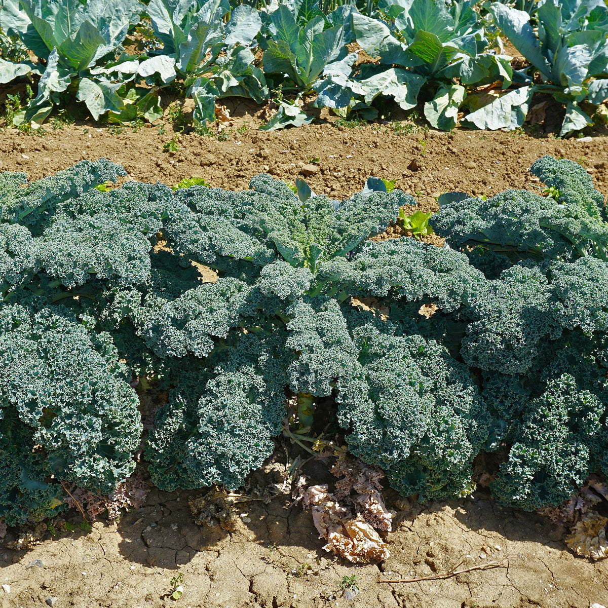 Boerenkool 'Westlandse Herfst' - Willemse