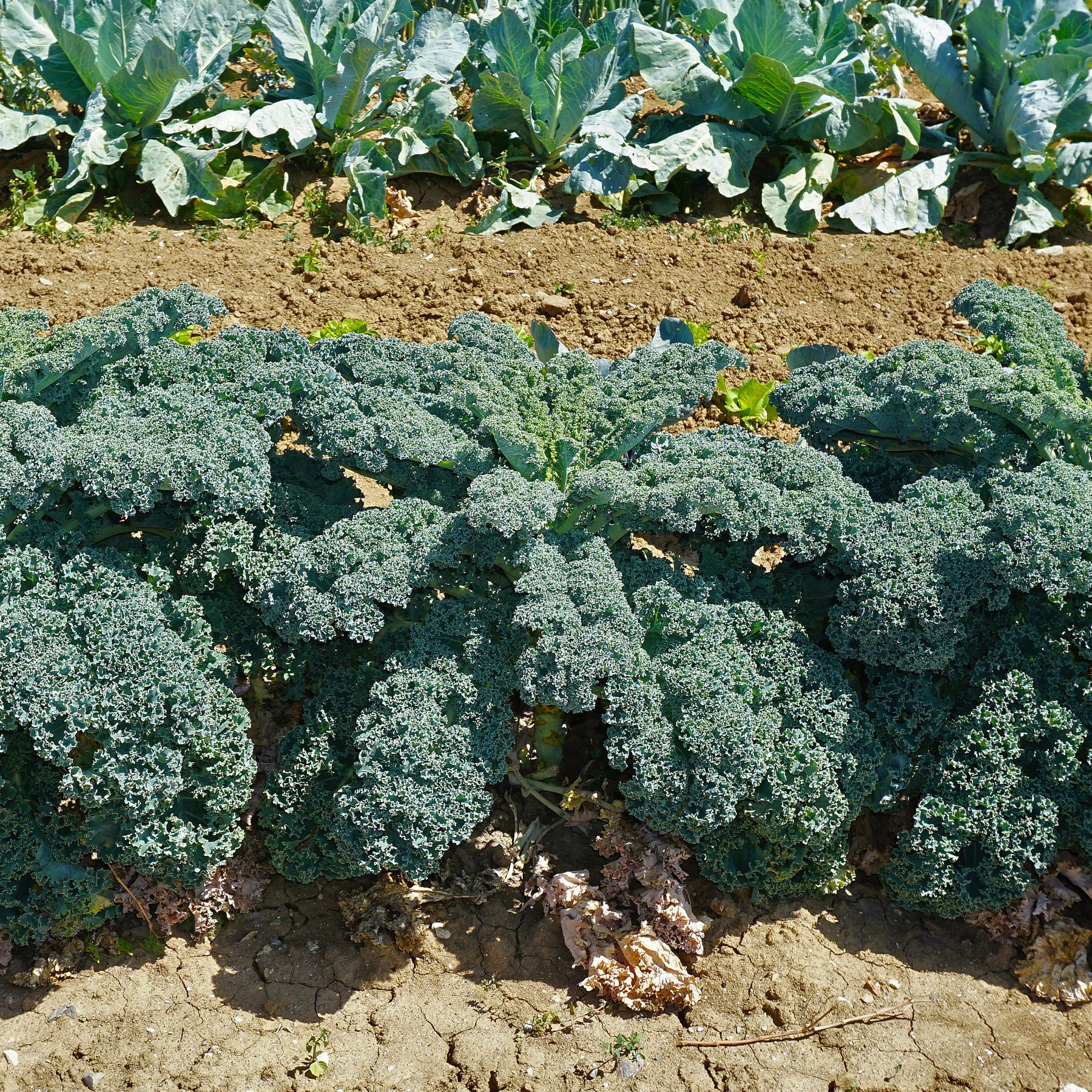 Boerenkool 'Westlandse Herfst' - Willemse