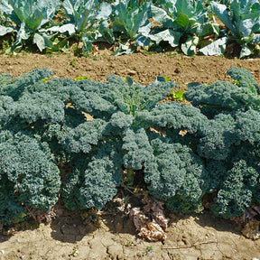 Boerenkool 'Westlandse Herfst' - Willemse