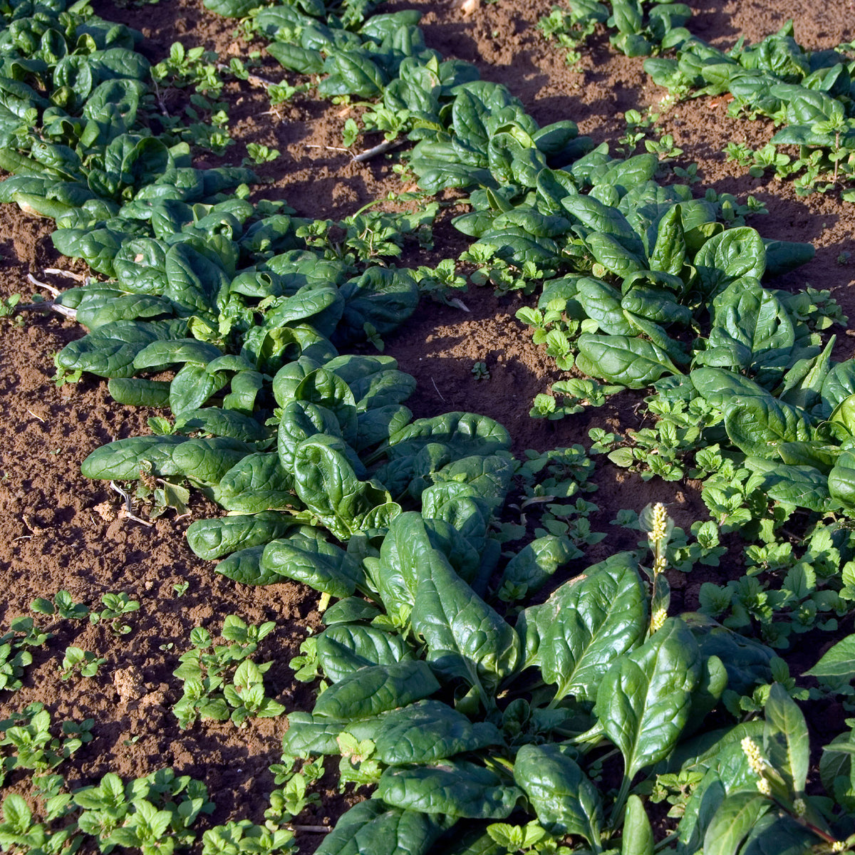 Spinazie 'Nores' - Beta vulgaris nores - Willemse