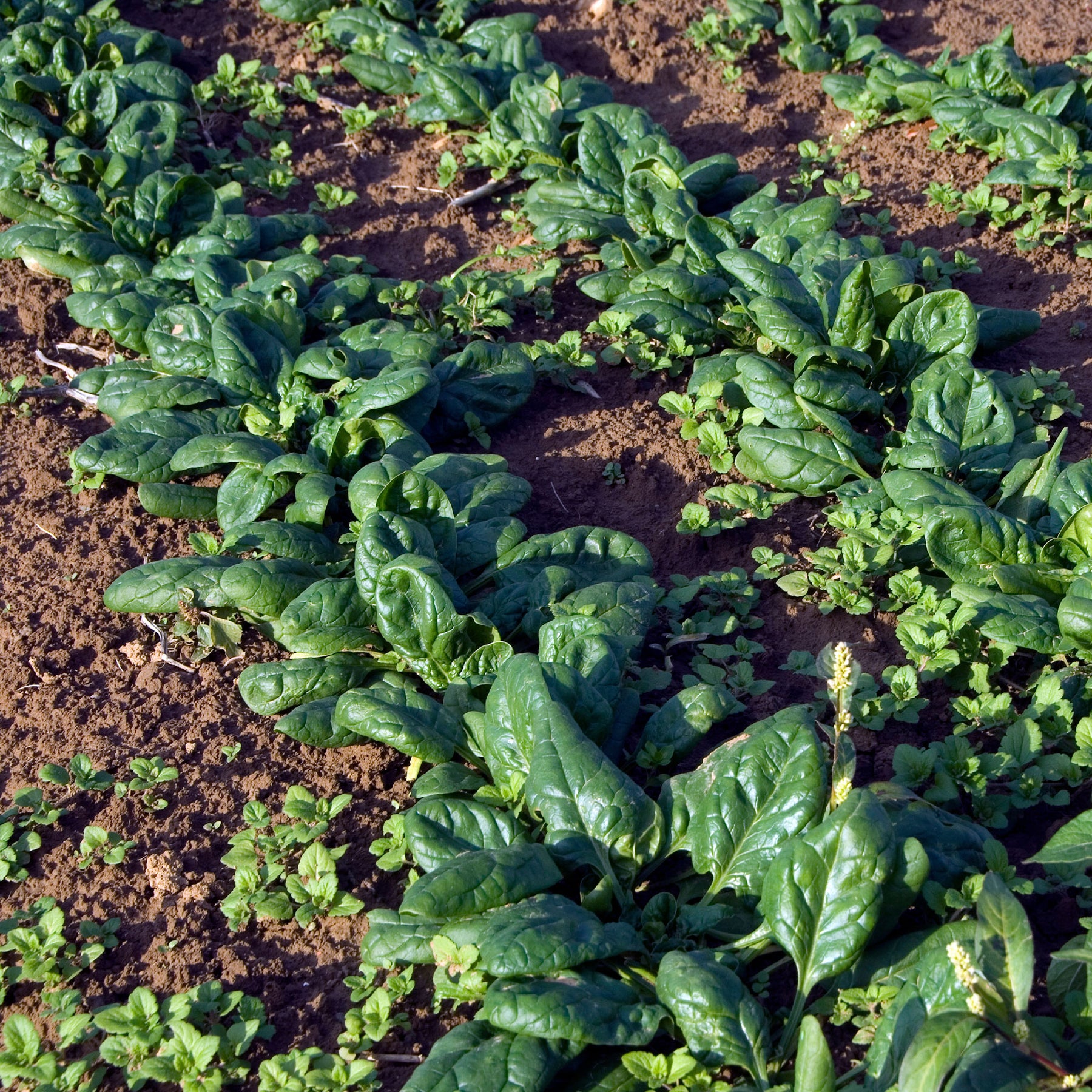 Spinazie 'Nores' - Beta vulgaris nores - Willemse