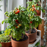 Kerstomaat 'Tiny Tim' - Willemse