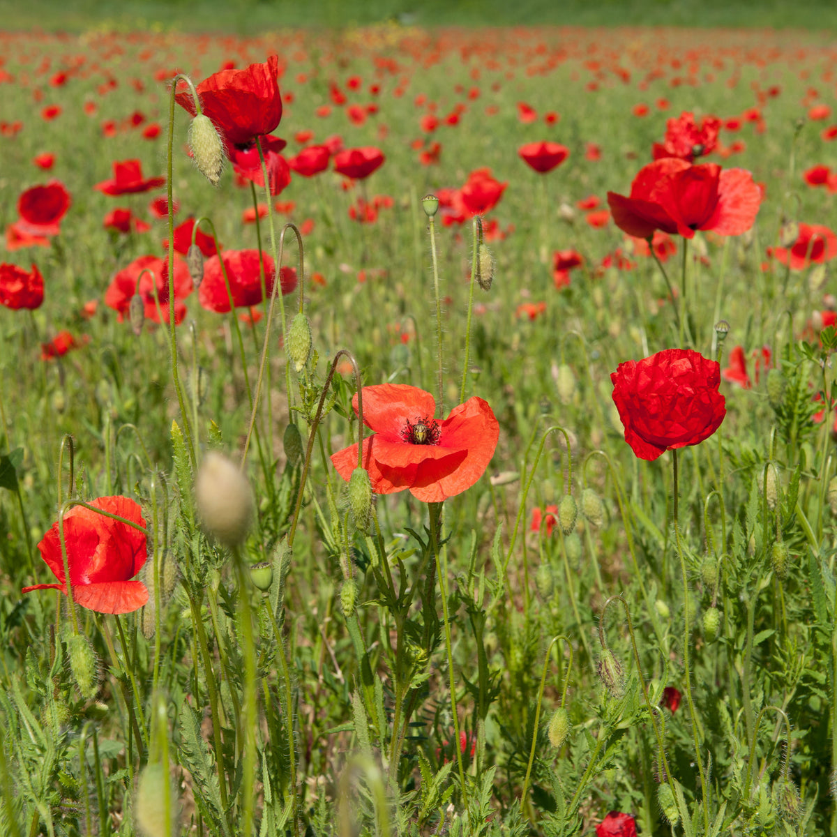 Papaver rhoeas red corn poppy - Klaproos - Eenjarige bloemzaden
