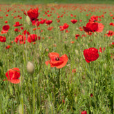 Papaver rhoeas red corn poppy - Klaproos - Eenjarige bloemzaden