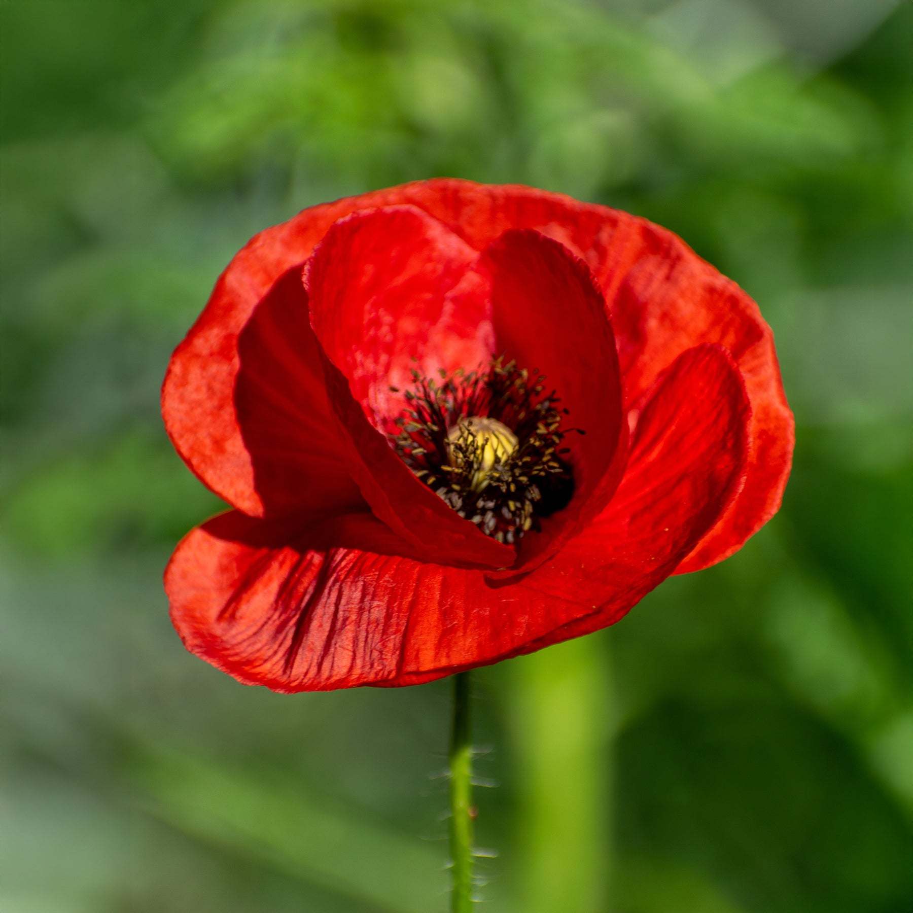 Klaproos - Papaver rhoeas red corn poppy - Willemse