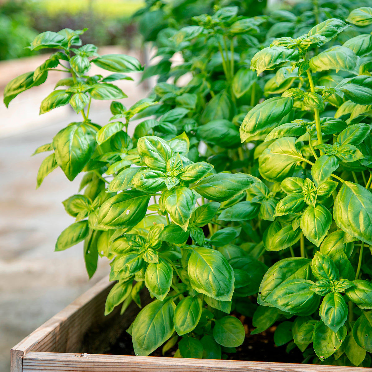 Basilicum 'Italiano Classico' - Ocimum basilicum genovese - Willemse