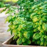 Biologische kruiden - Basilicum 'Italiano Classico' - Ocimum basilicum genovese