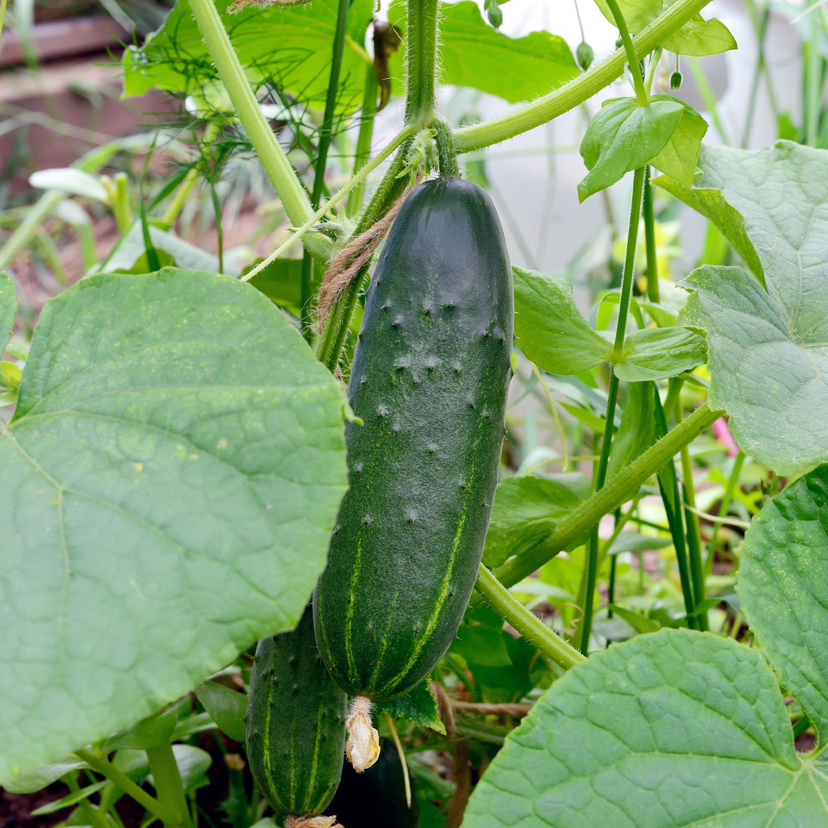 Komkommer 'Marketmore' - Cucumis sativus marketmore - Willemse