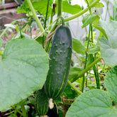 Komkommer 'Marketmore' - Cucumis sativus marketmore - Willemse