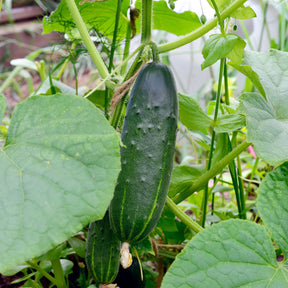 Komkommer 'Marketmore' - Cucumis sativus marketmore - Willemse