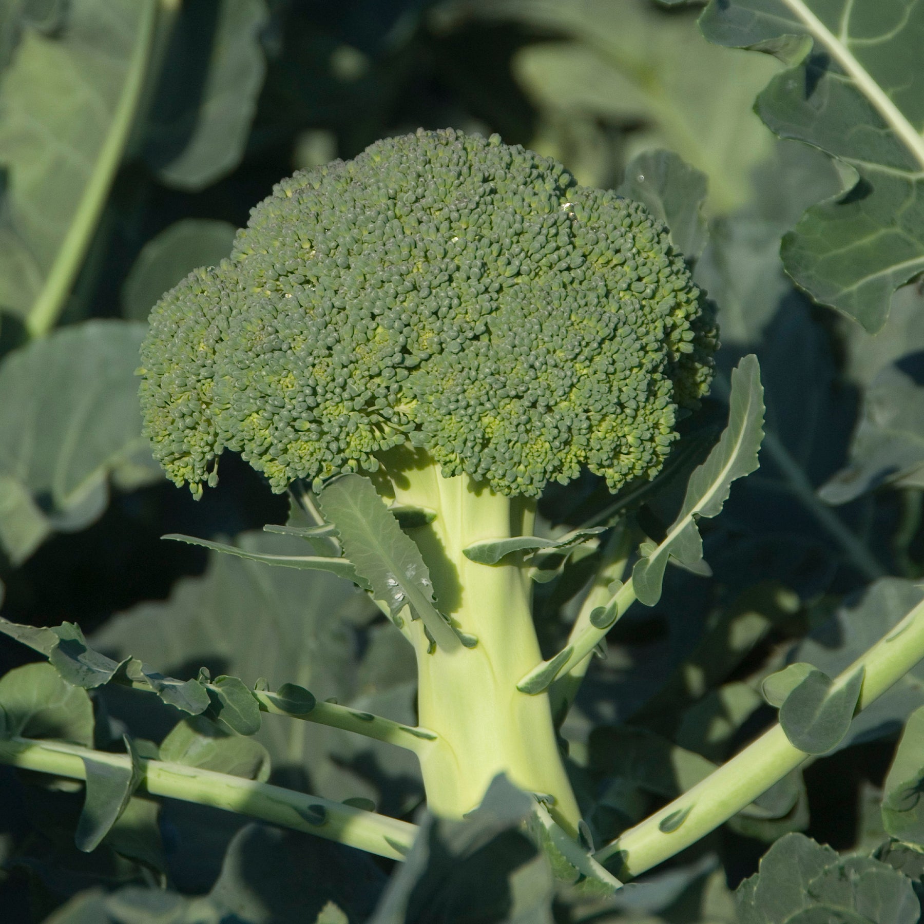 300 Broccoli zaden - Willemse