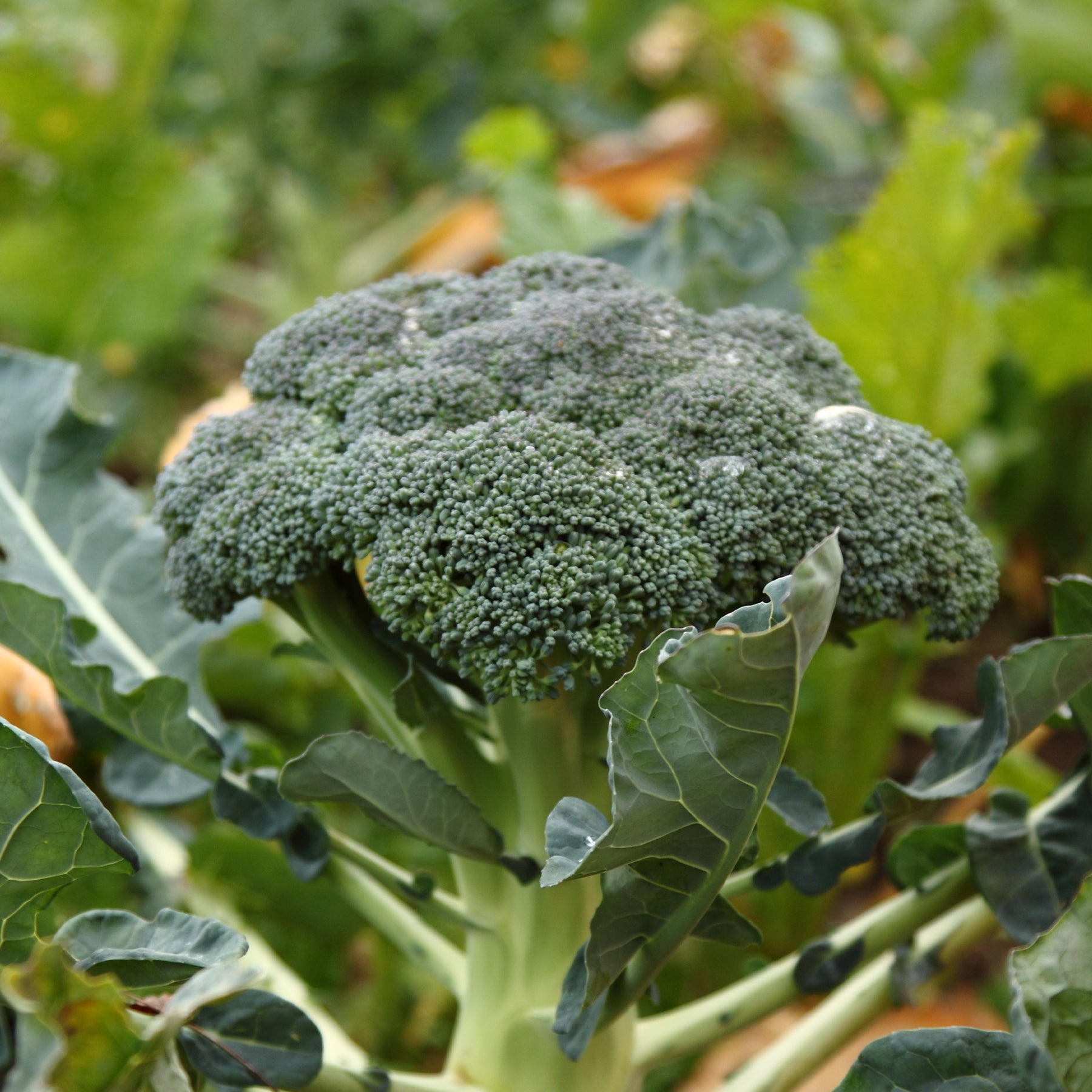 300 Broccoli zaden - Brassica oleracea Calabrese Natalino - Willemse