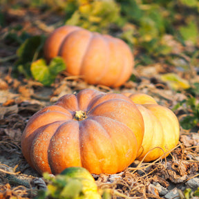 Cucurbita maxima musquée de provence - Pompoen 'Musquée de Provence' - Bio - Pompoenzaden