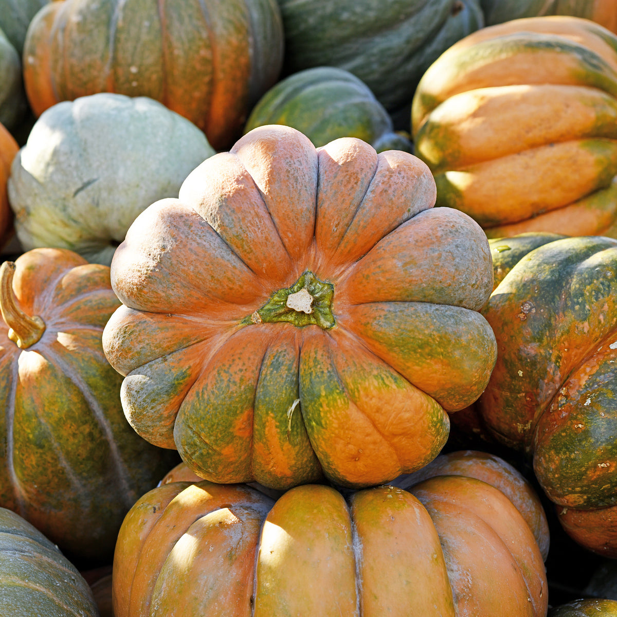 Pompoen 'Musquée de Provence' - Bio - Cucurbita maxima musquée de provence - Willemse