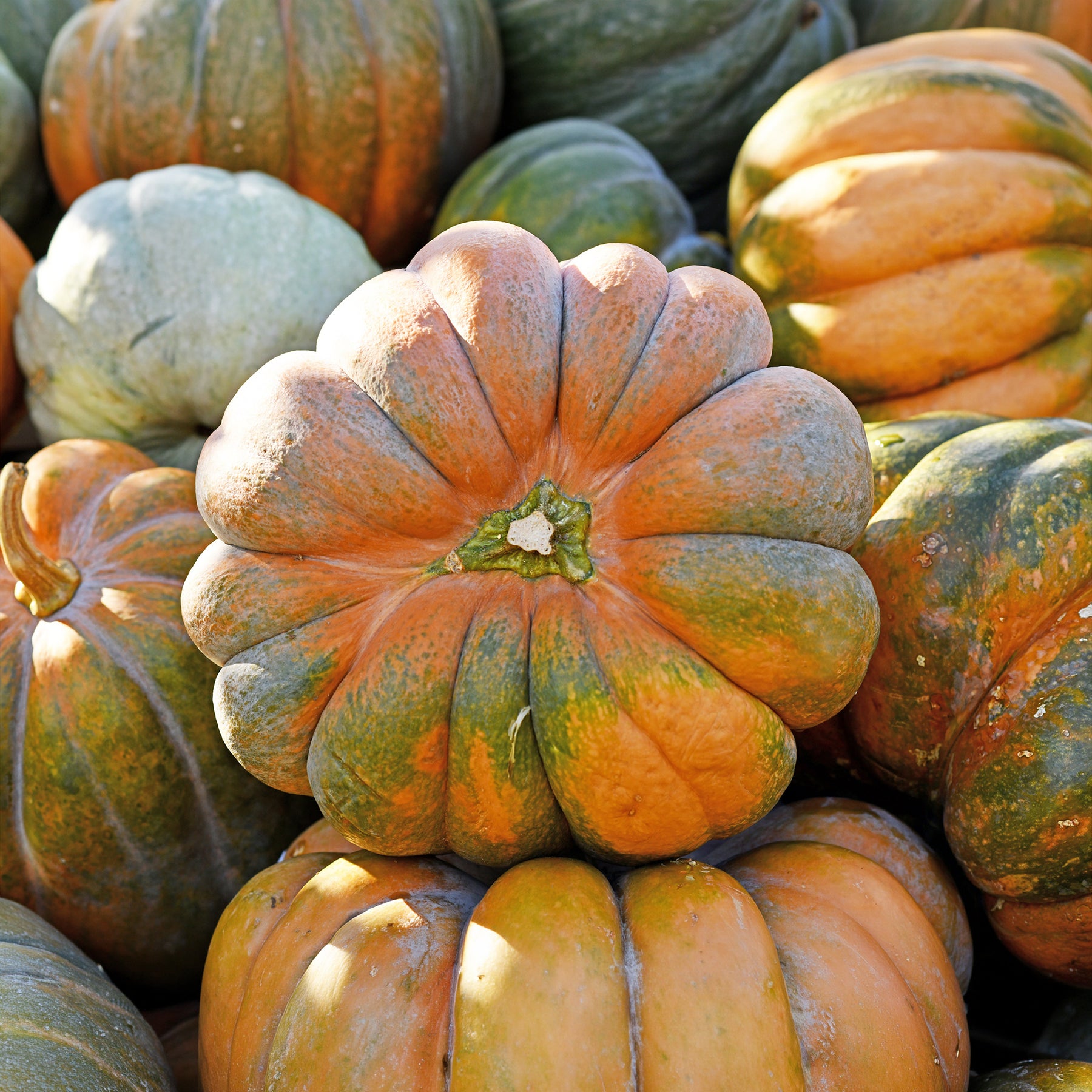 Pompoen 'Musquée de Provence' - Bio - Cucurbita maxima musquée de provence - Willemse