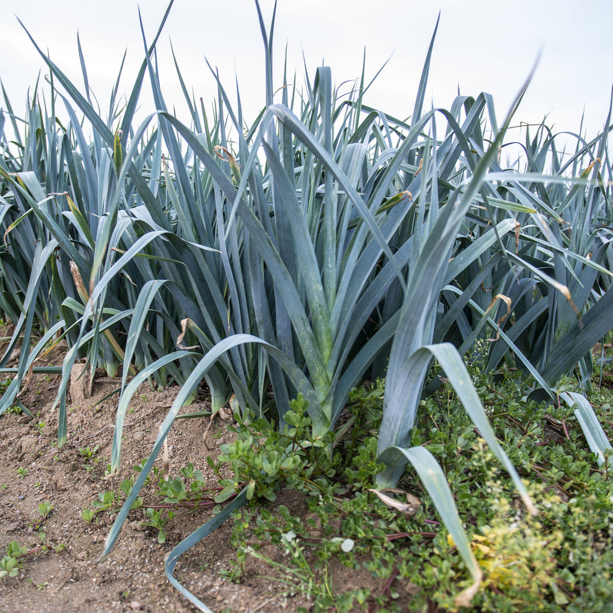 Prei 'Carentan 2' - Allium porrum monstrueux de carentan 2 (30 g) - Willemse