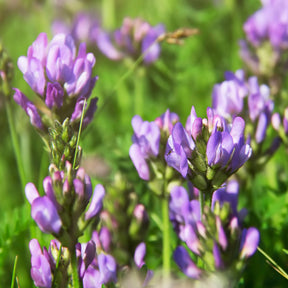 Kiemgroente - Alfalfa Medicago sativa - Medicago sativa
