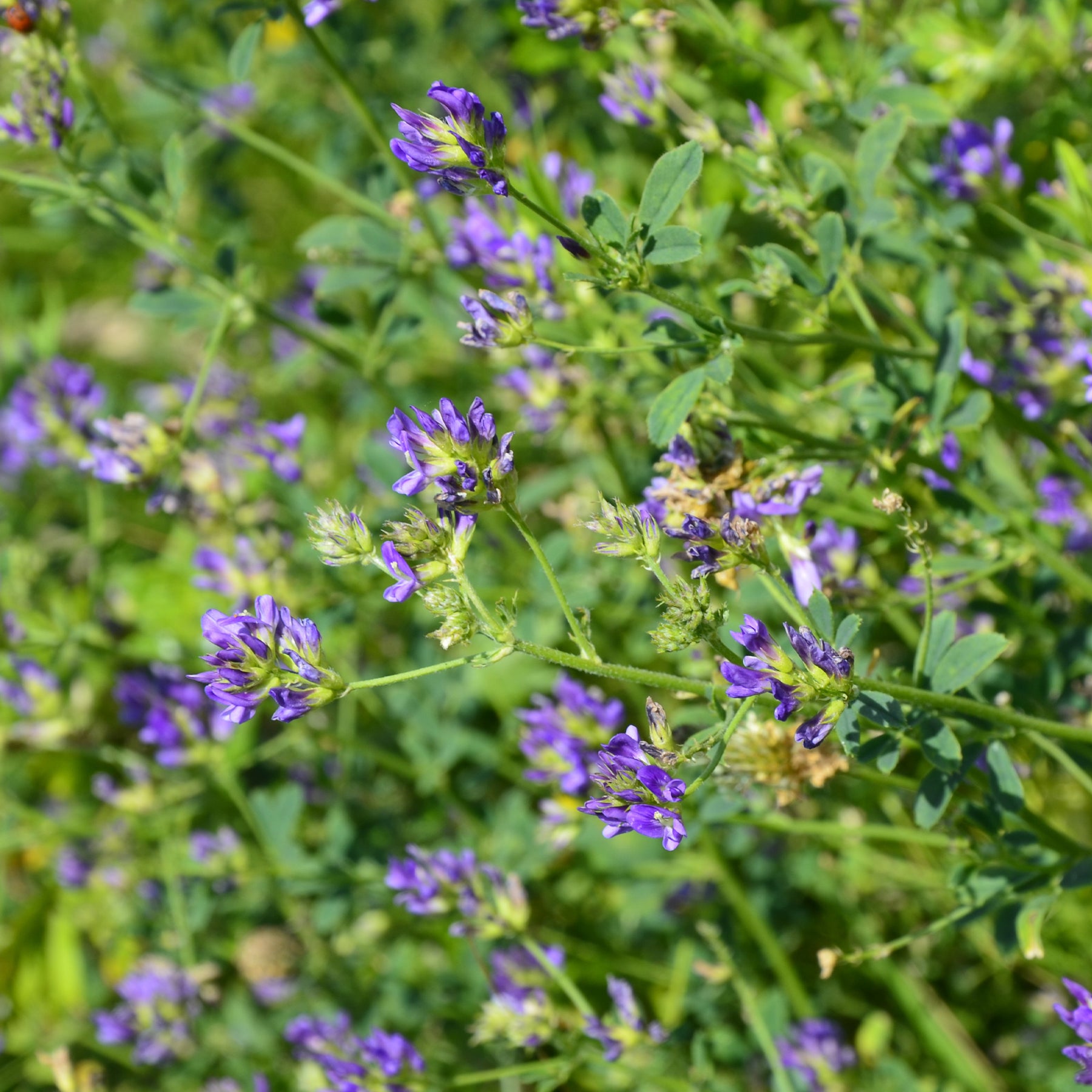 Alfalfa Medicago sativa - Medicago sativa - Willemse