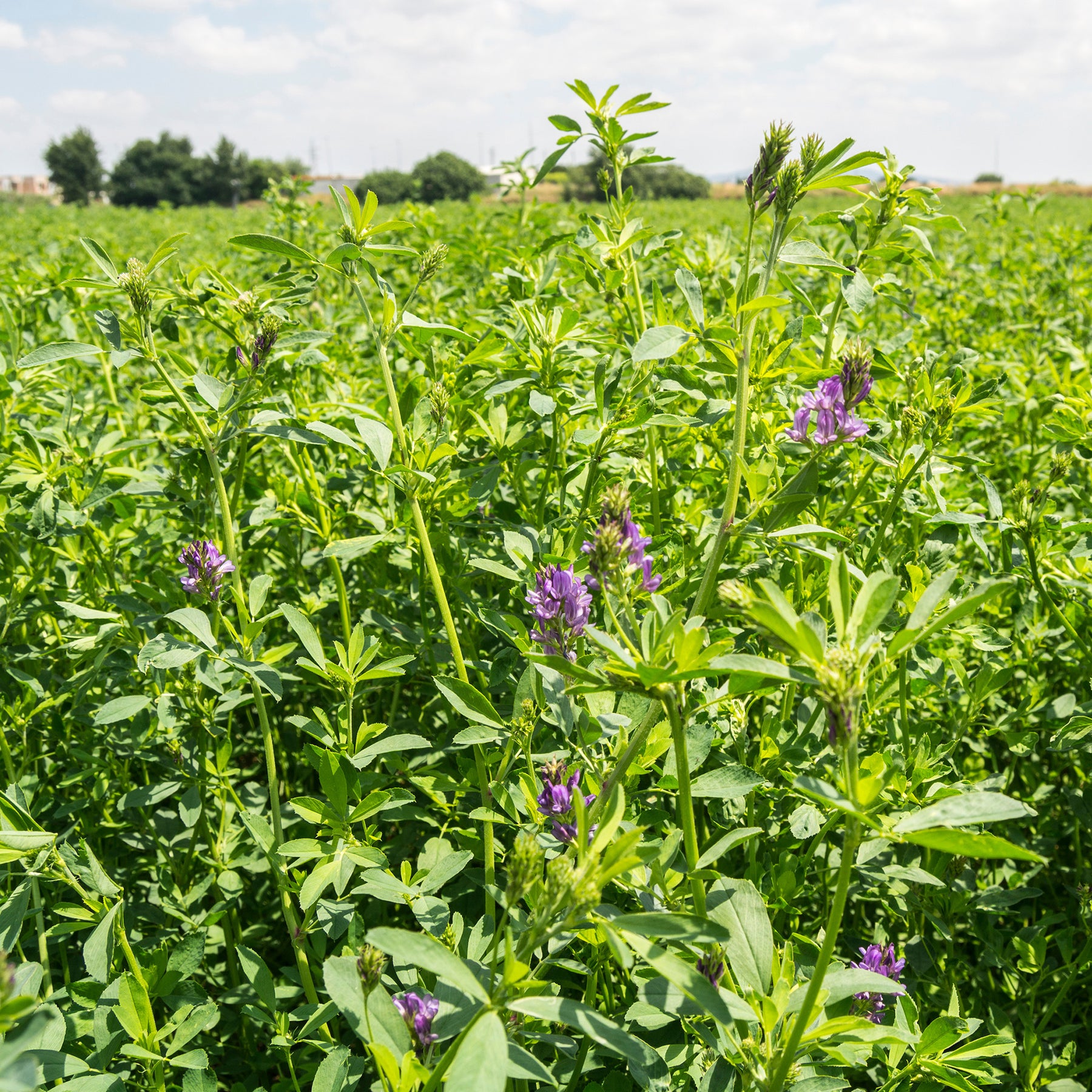 Alfalfa Medicago sativa - Willemse