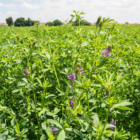 Alfalfa Medicago sativa - Willemse