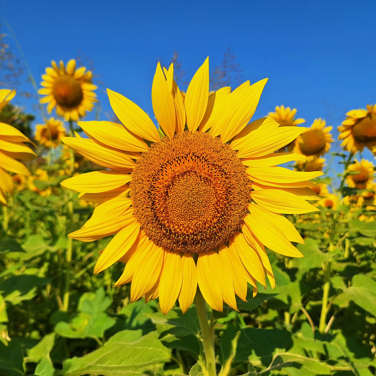 Zonnebloem 'Unifloris Giganteus' - Helianthus annuus giganteus - Willemse