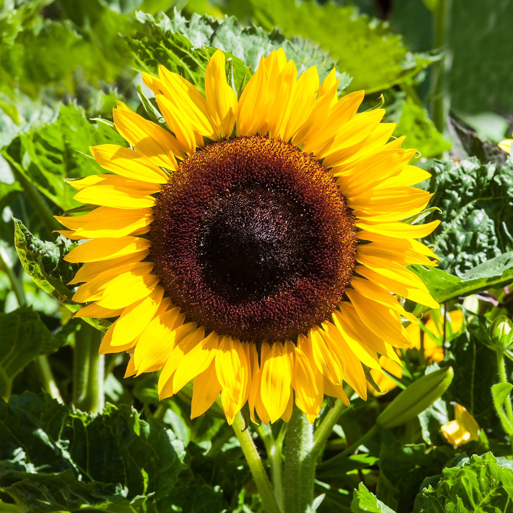 Zonnebloem 'Unifloris Giganteus' - Willemse