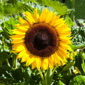 Zonnebloem 'Unifloris Giganteus'