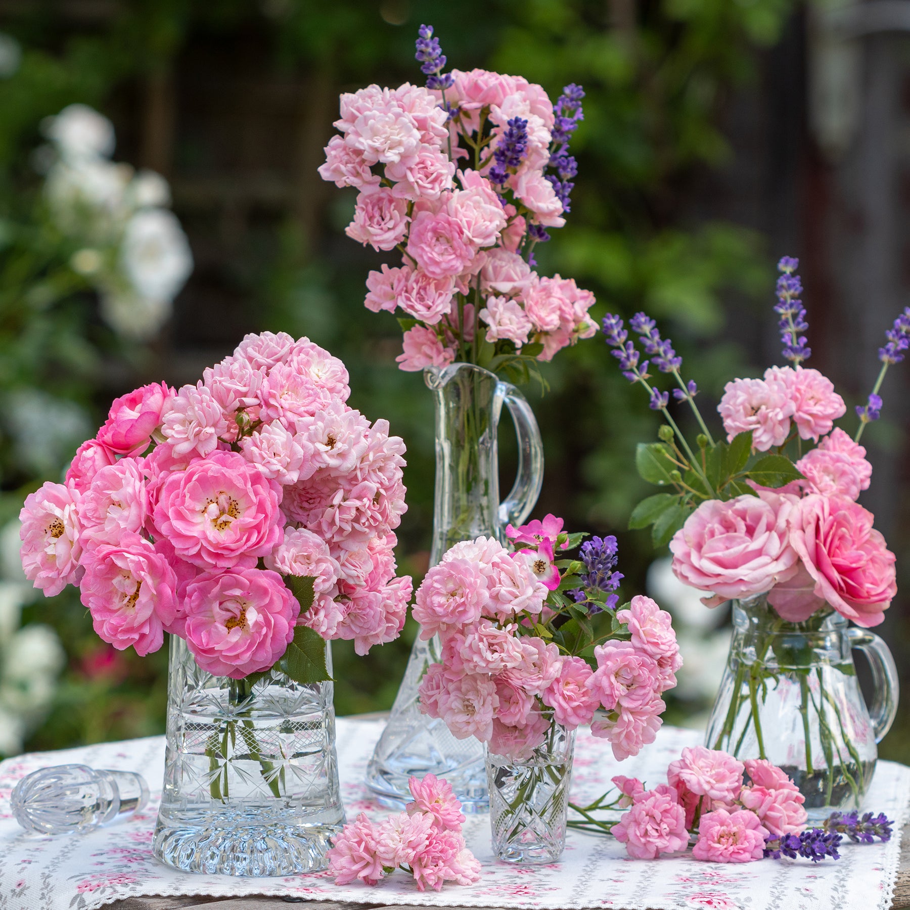 Verkoop Bodembedekkende rozen - Bodembedekkende roos 'The Fairy'®