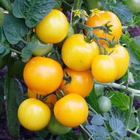 Tomatenzaden - Tomaten pakket Solanum 'Toffe Tomaten' - Groentezaden - Solanum lycopersicum cocktail raisins jaunes