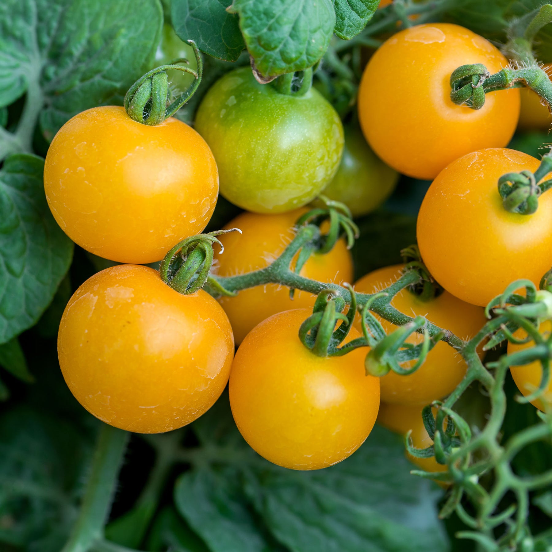 Tomaten pakket Solanum 'Toffe Tomaten' - Groentezaden - Willemse