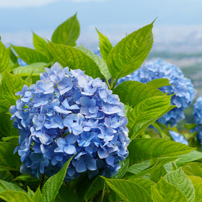 Verkoop Blauwe Boerenhortensia - Hydrangea macrophylla
