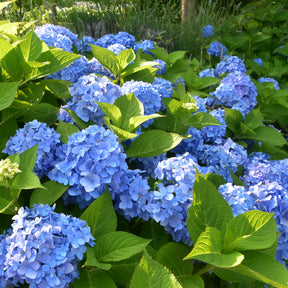 Blauwe Boerenhortensia - Hydrangea macrophylla - Willemse