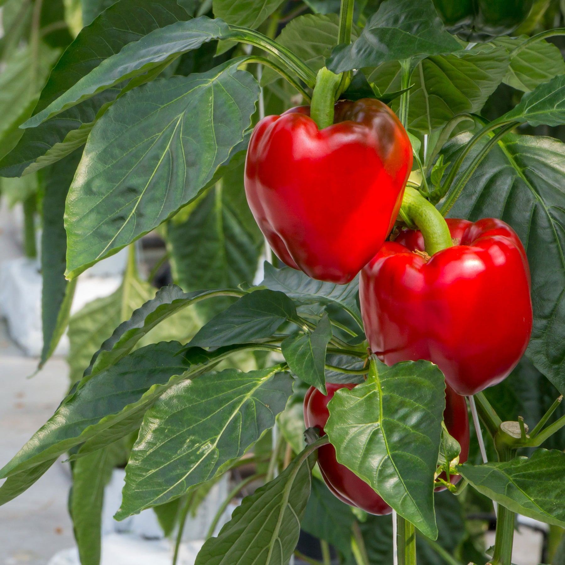 Paprika pakket Capsicum 'Plezierige Paprika' - Biologisch 10 m² - Groentezaden - Willemse