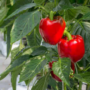 Paprika pakket Capsicum 'Plezierige Paprika' - Biologisch 10 m² - Groentezaden - Willemse