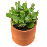 Jadeplant - Willemse