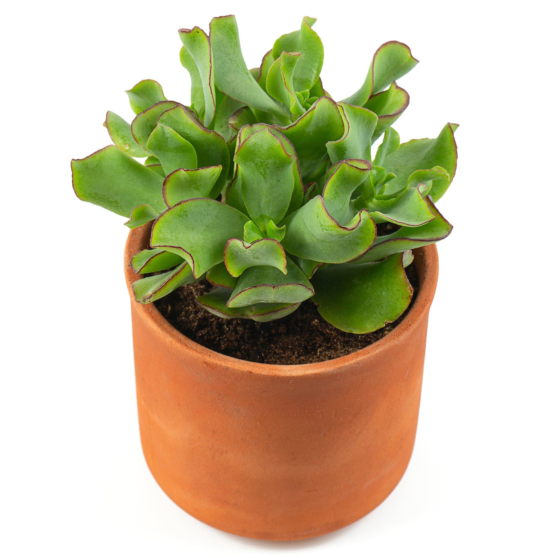 Jadeplant - Willemse