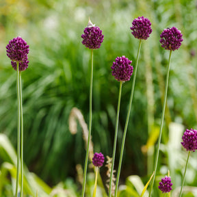 Allium sphaerocephalon - Kogellook (x25) - Allium