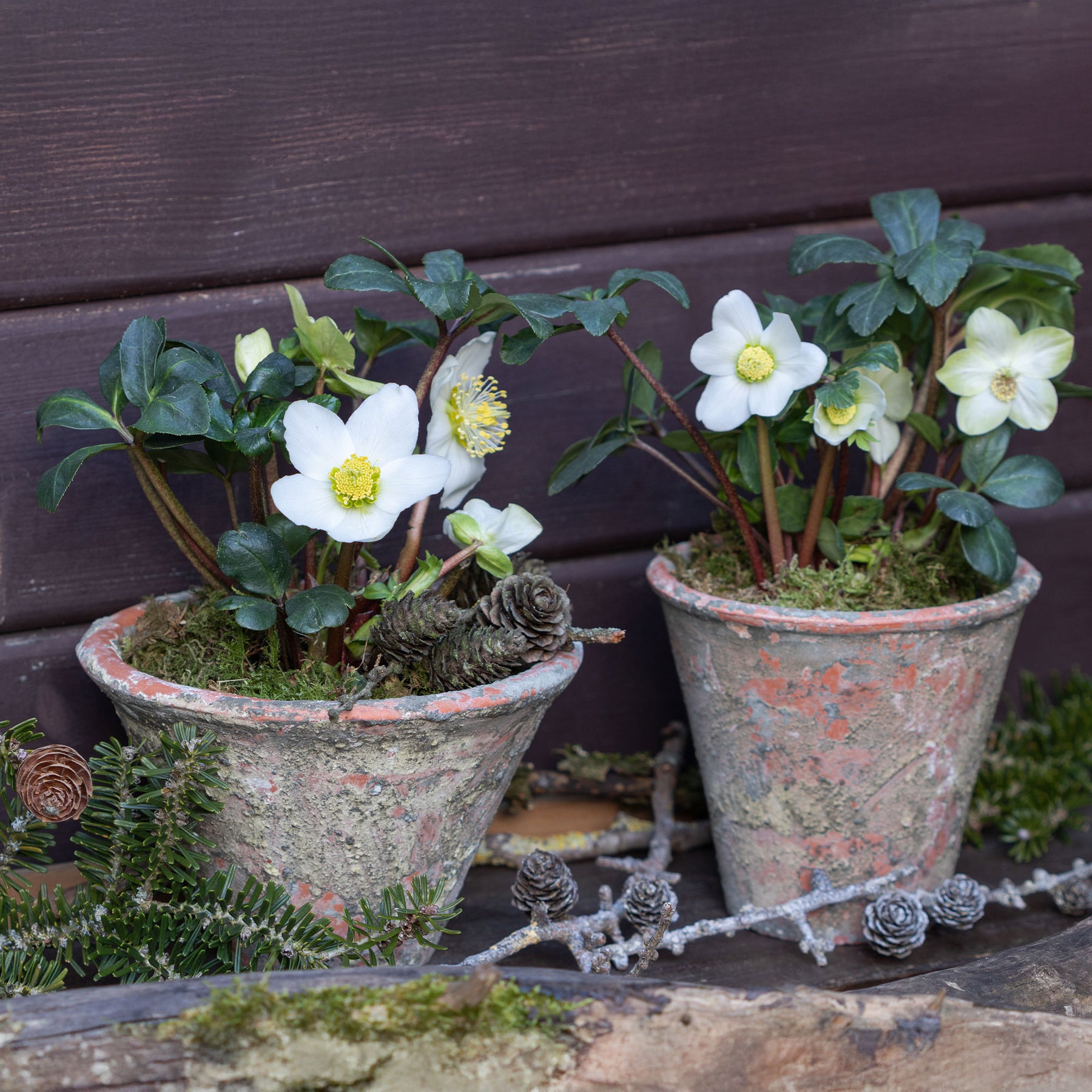 Helleborus 'Christmas Carol' - Willemse