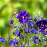 Verkoop Akelei 'Blue Barlow'