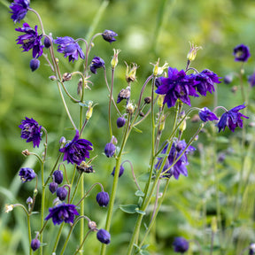 Akelei 'Blue Barlow' - Aquilegia vulgaris Blue Barlow - Willemse