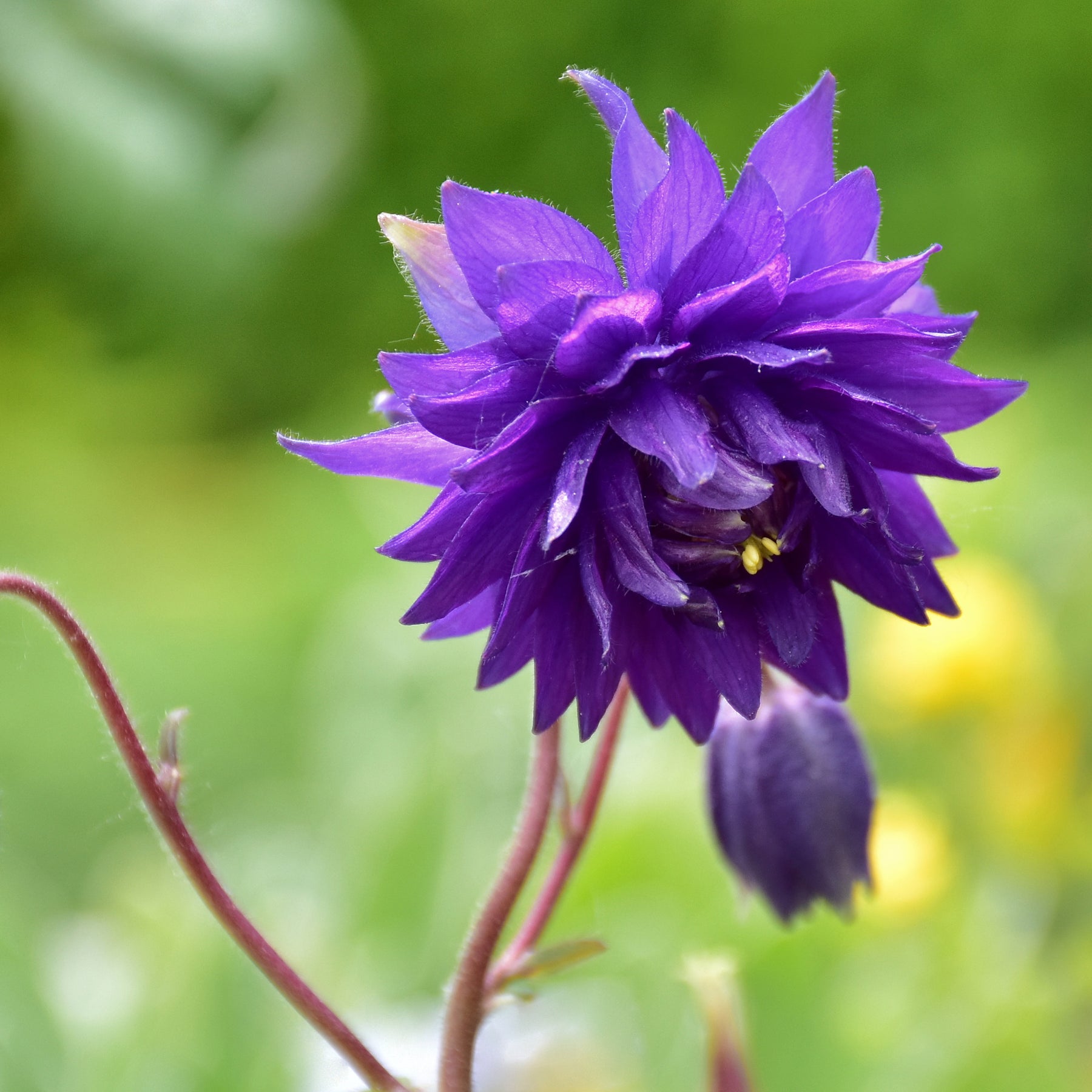 Akelei - Akelei 'Blue Barlow' - Aquilegia vulgaris Blue Barlow