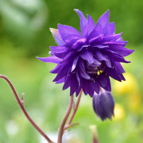 Akelei - Akelei 'Blue Barlow' - Aquilegia vulgaris Blue Barlow