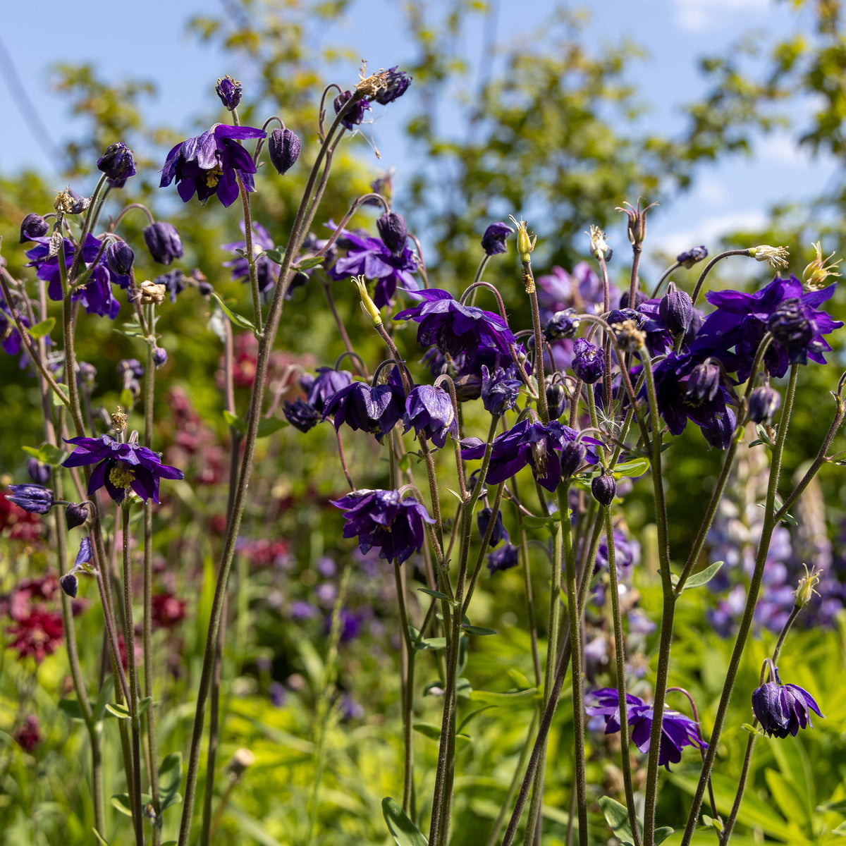 Akelei - Akelei 'Black Barlow' - Aquilegia vulgaris Black Barlow