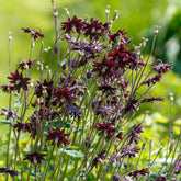Verkoop Akelei 'Black Barlow' - Aquilegia vulgaris Black Barlow
