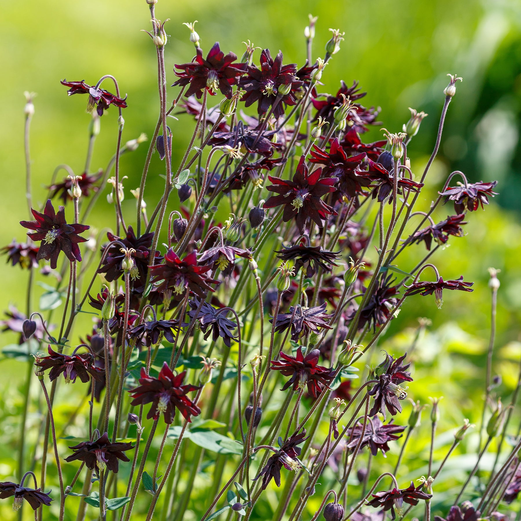 Verkoop Akelei 'Black Barlow' - Aquilegia vulgaris Black Barlow