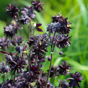 Akelei - Akelei 'Black Barlow' - Aquilegia vulgaris Black Barlow