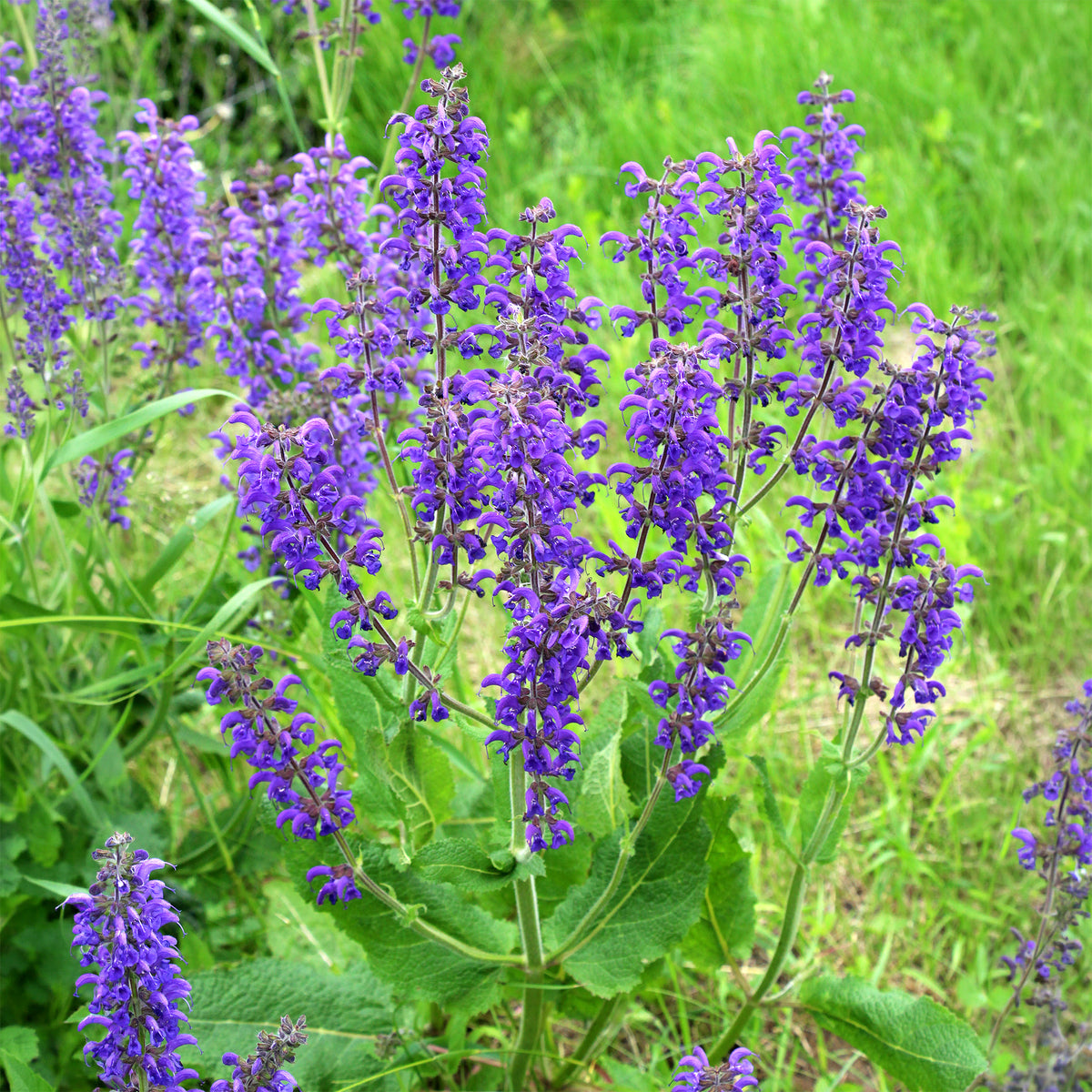 Veldsalie - Salvia pratensis - Willemse