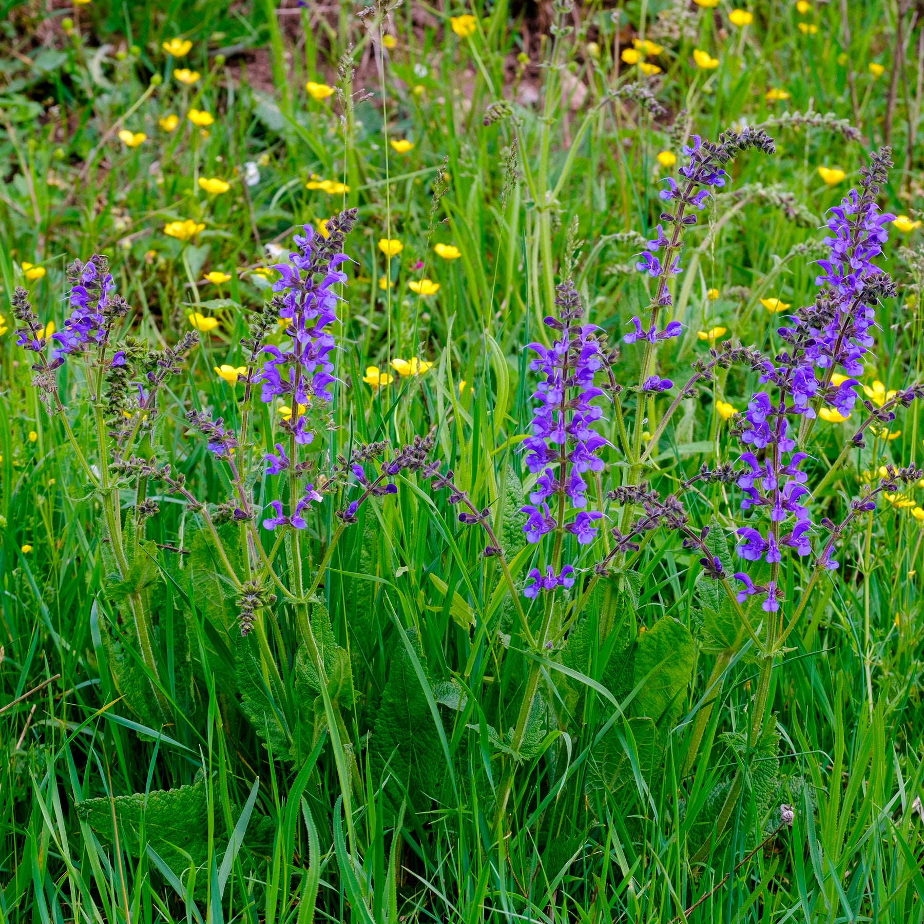 Salie - Veldsalie - Salvia pratensis